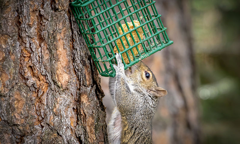 hot-pepper-flavor-suet-can-deter-unwanted-critters