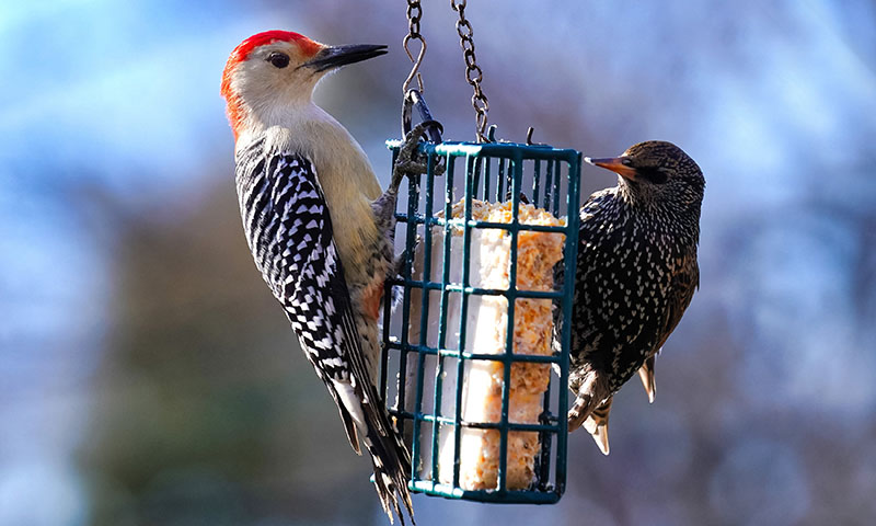 the-four-most-common-suet-flavors-and-which-birds-love-them