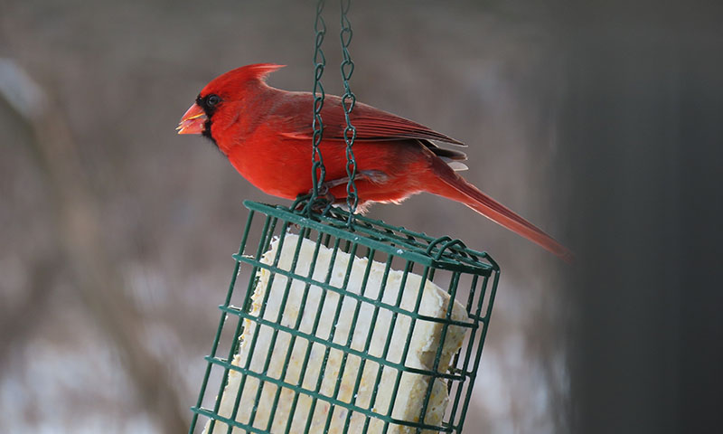 understanding-how-suet-flavors-work