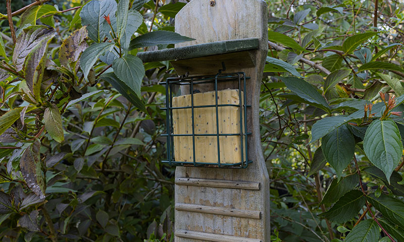 where-to-place-your-suet-feeder-for-maximum-success