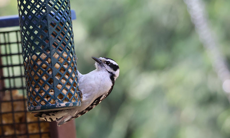 choosing-the-right-bird-feeder-for-your-suet