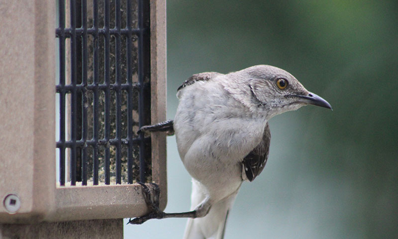 how-often-should-you-change-your-suet