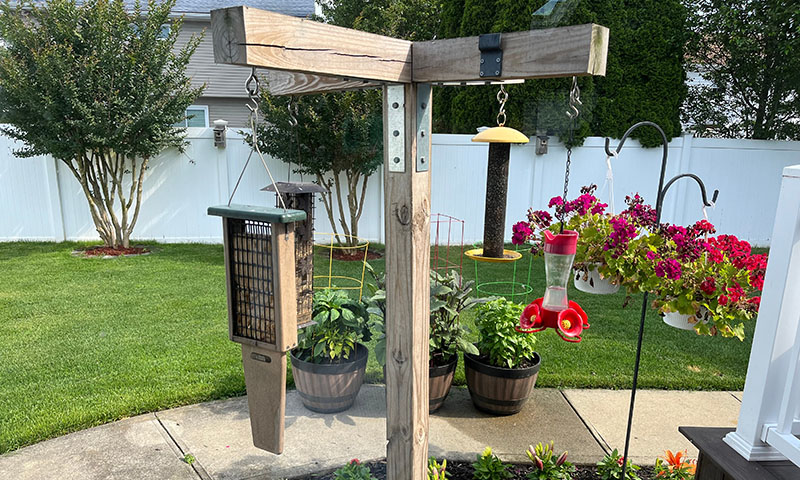 how-to-set-up-your-yard-for-suet-feeders