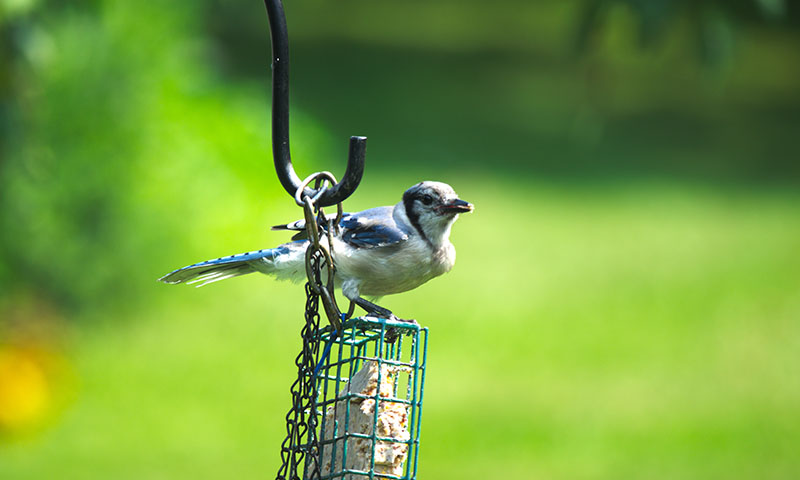 start-small-and-watch-your-backyard-bird-life-grow