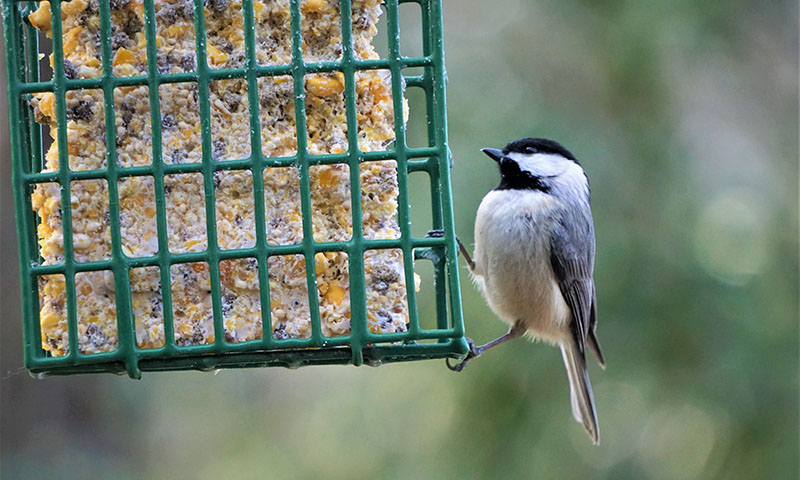 starting-with-suet