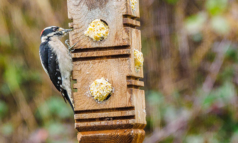 understanding-the-different-forms-of-suet