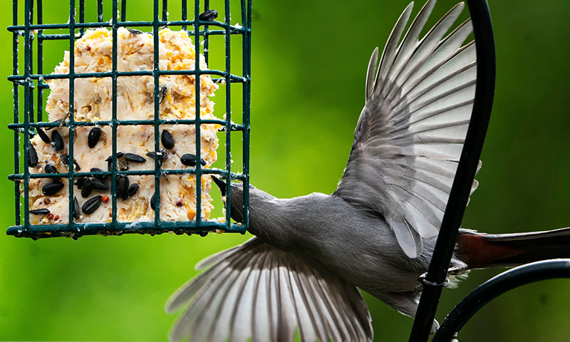 what-is-suet-and-why-do-birds-love-it