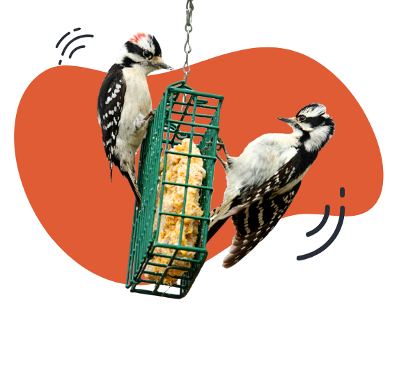 two birds on suet feeder