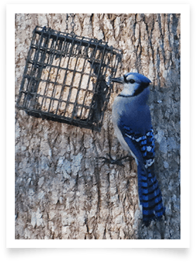 blue jay suet